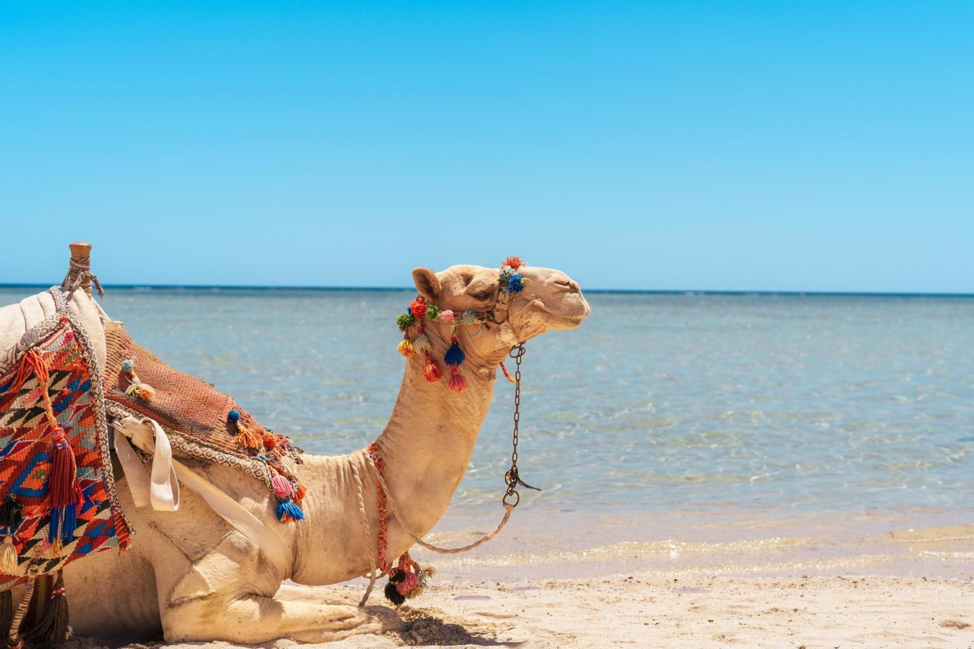 Protels Crystal Beach Resort Marsa Alam Zewnętrze zdjęcie